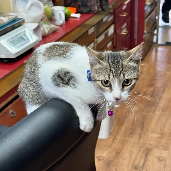 Michi, la gata mascota y guardiana de Agrocentro Camarones