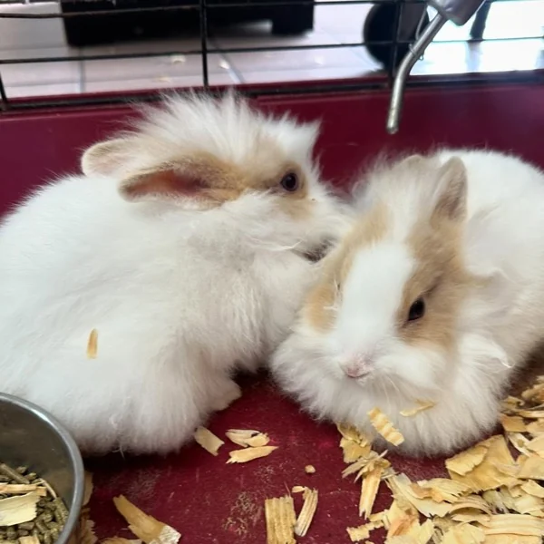 Conejitos enanos en el pet shop
