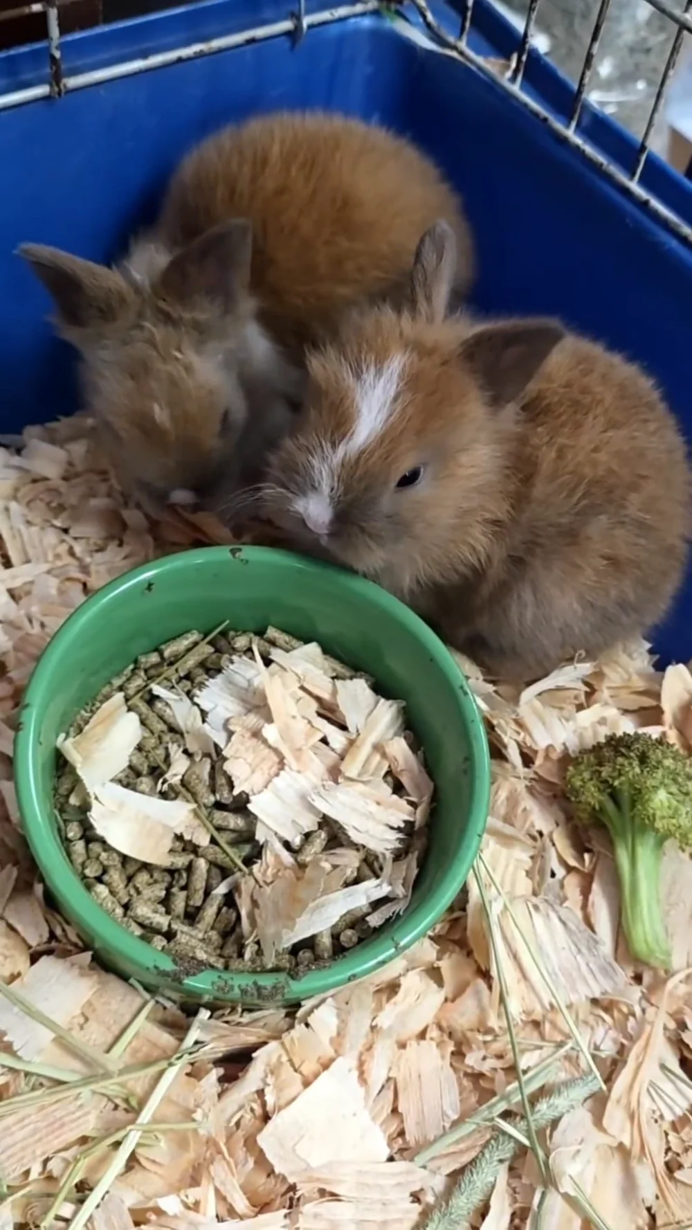 Conejitos enanos comiendo en el pet shop