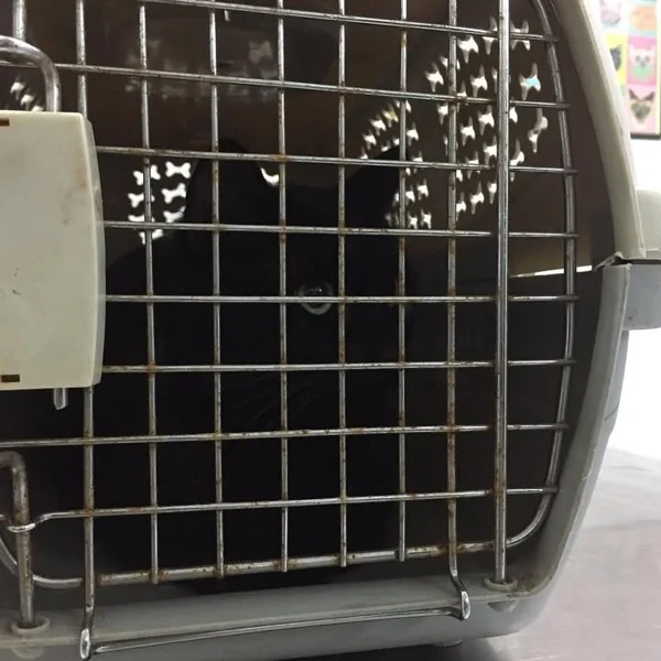 Mascota llegando en su transportadora a la clínica de urgencia