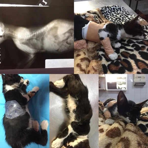 Gato con vendaje y radiografías tras atención de urgencia