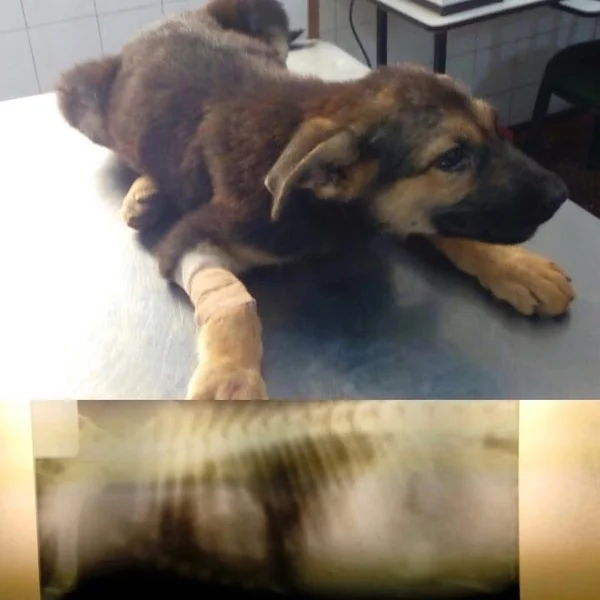 Cachorro con vendaje en la pata y su radiografía