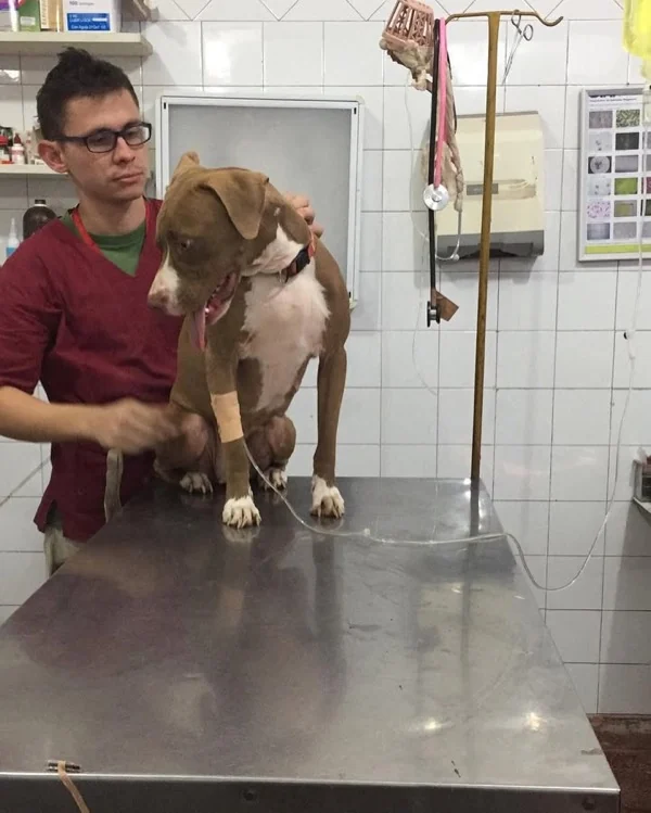 Dr. Fabián Velázquez atendiendo a un perro con suero intravenoso