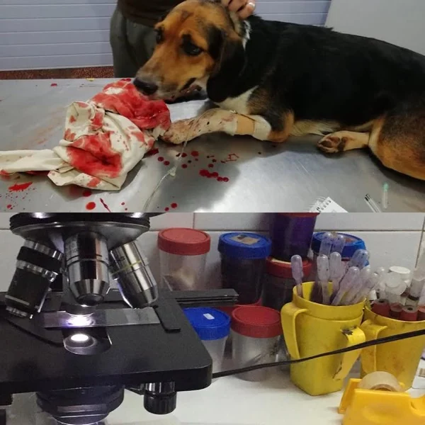 Cuyo (conejillo de indias) atendido en la clínica
