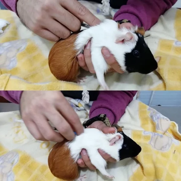 Erizo pigmeo en consulta veterinaria