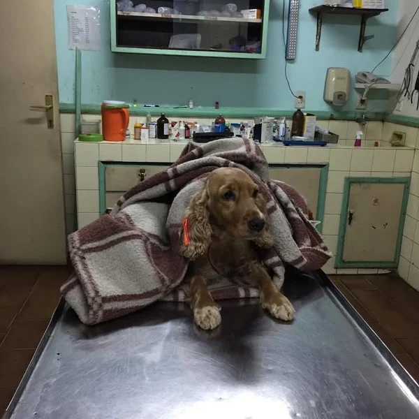 Cocker spaniel abrigado recuperándose sobre la mesa