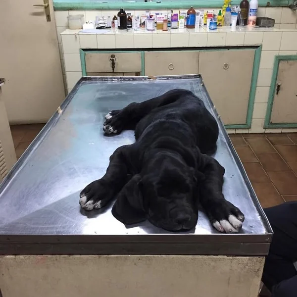 Perro descansando bajo observación en la clínica