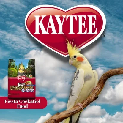 Kaytee Fiesta Cockatiel