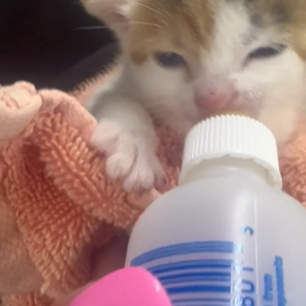Gatito atendido en Hospital Veterinario Ambuvet del Caribe