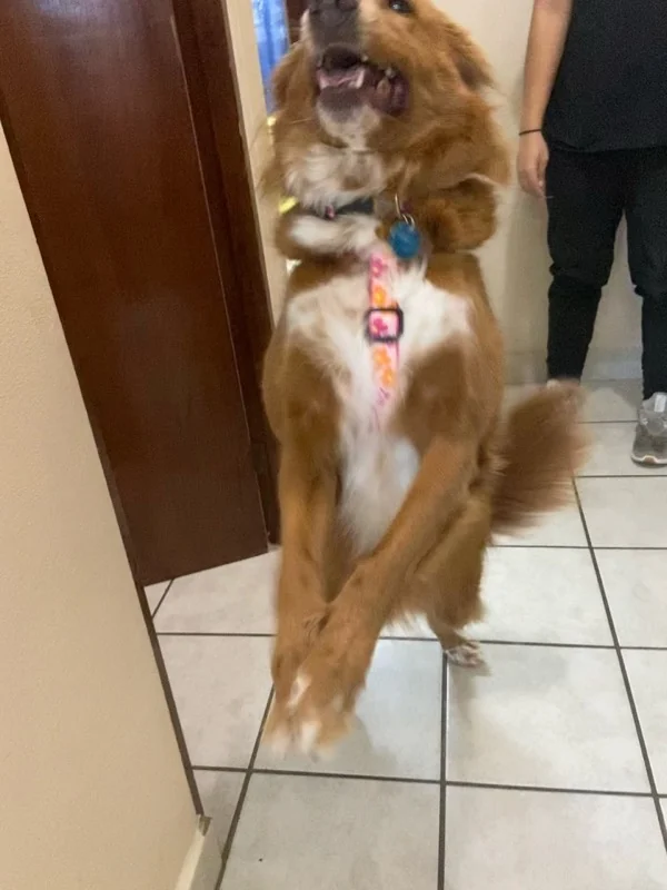Perro en pasillo del hospital