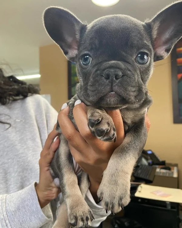 Cachorro Bulldog Francés en Ambuvet