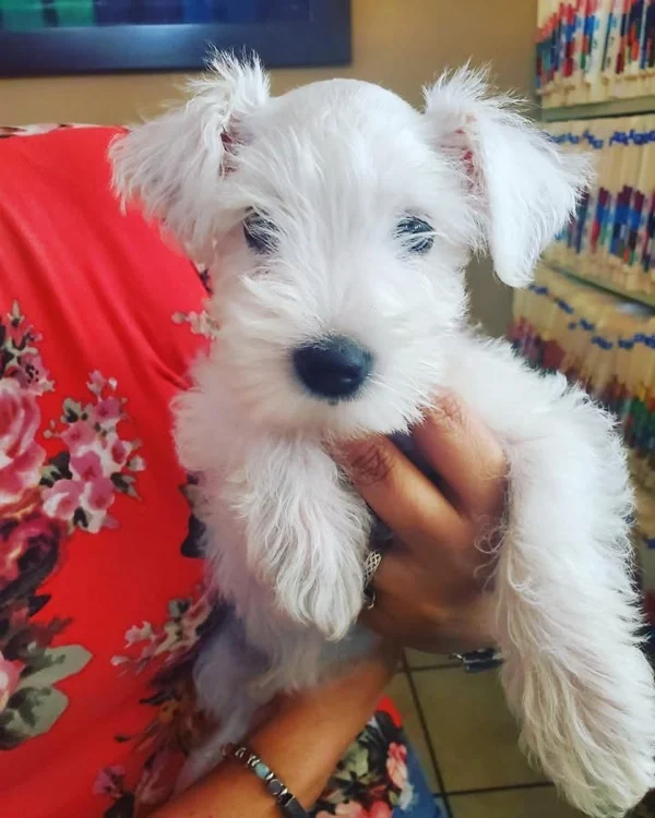 Cachorro Schnauzer blanco