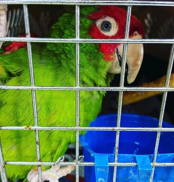 Cotorra verde paciente