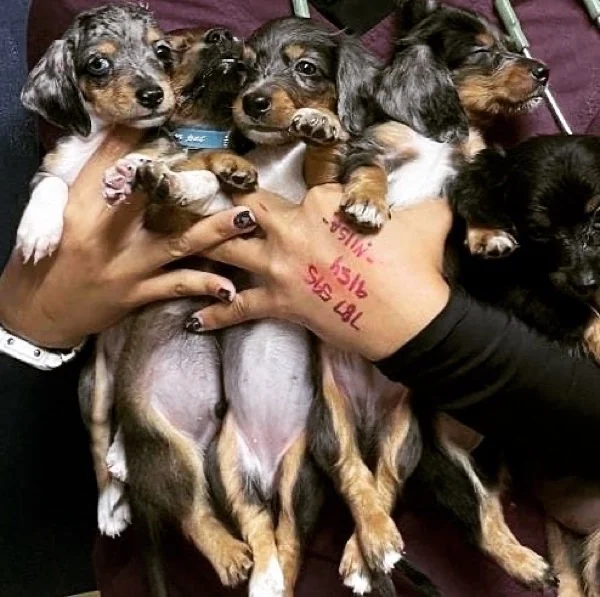 Camada de cachorros