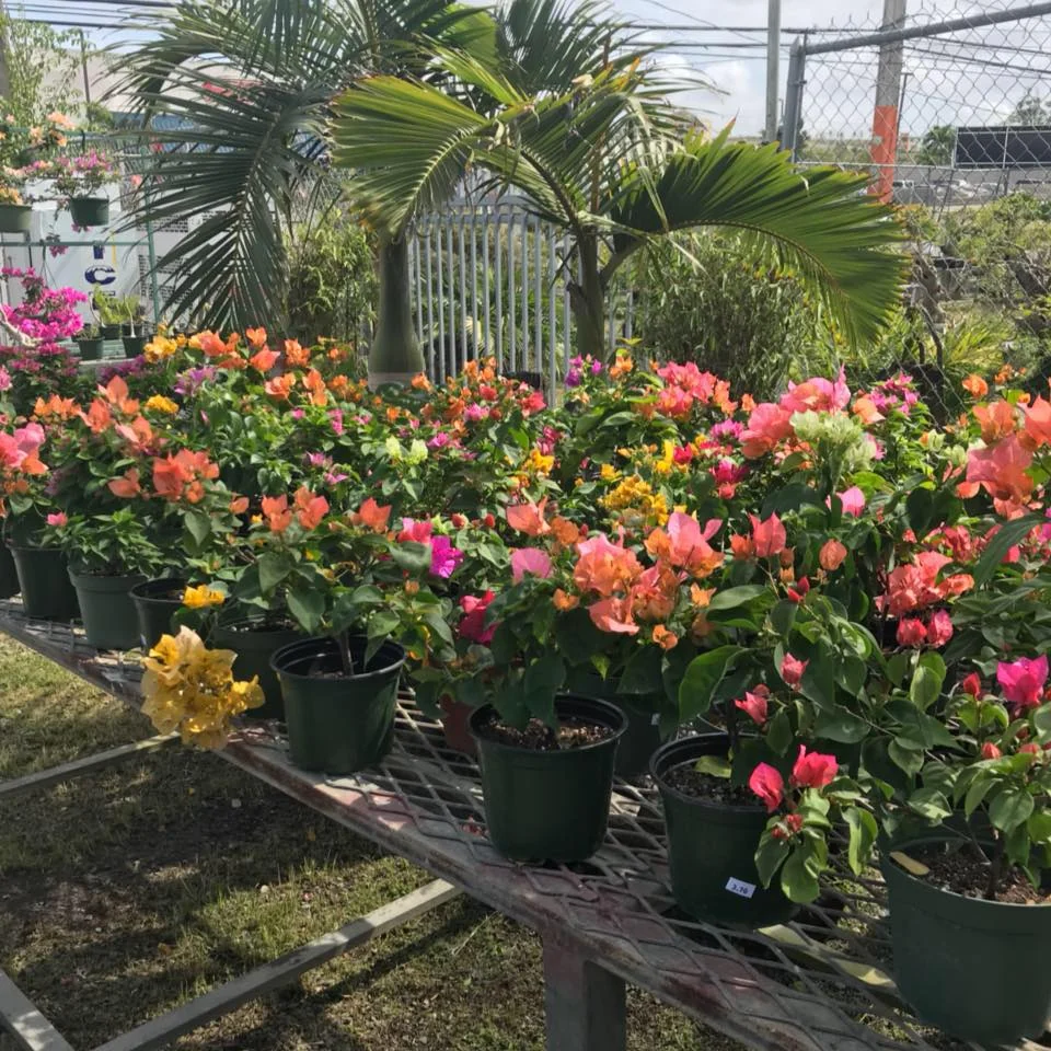 Jardín Bonsái · Caguas, PR