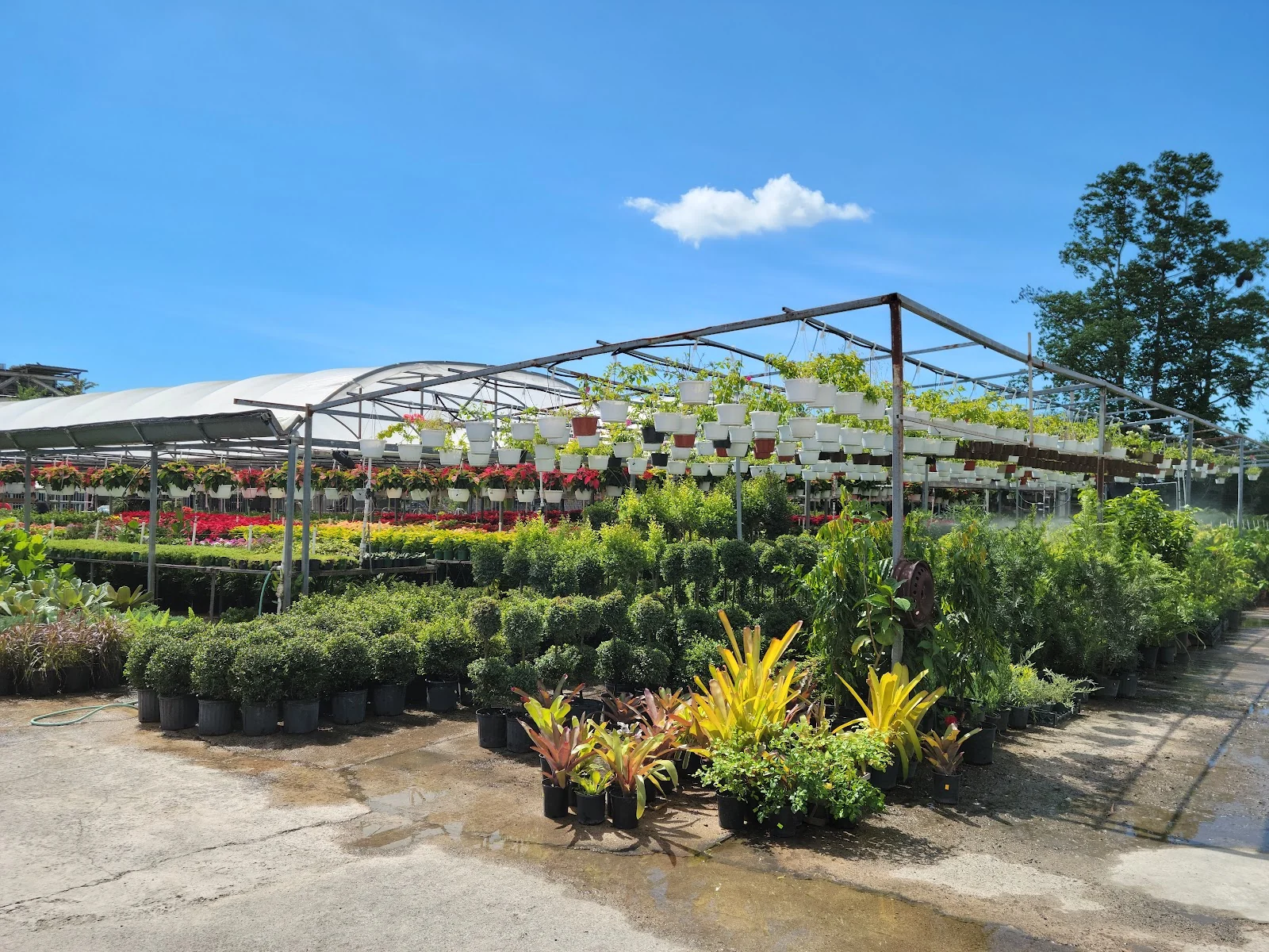Vista del vivero Jardín Las Gardenias en Ponce: umbráculos con canastas colgantes y mesas de plantas bajo el cielo azul