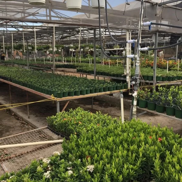 Mesas llenas de plantas jóvenes en tiestos verdes con ixoras en flor al lado