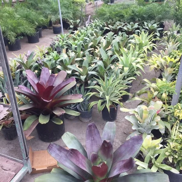 Bromelias moradas y verdes en tiestos con palmas de fondo