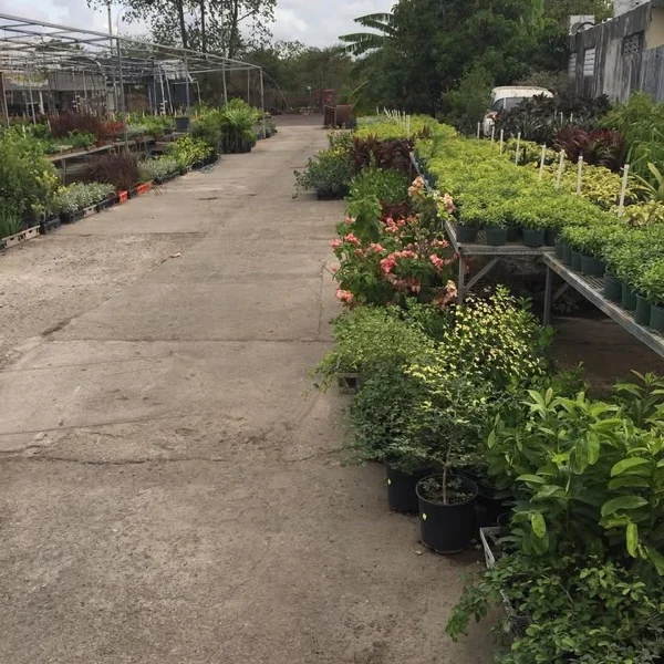 Pasillo central del vivero con mesas de plantas y trinitarias en flor