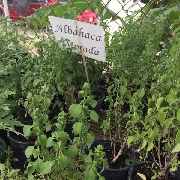 Letrero escrito a mano que dice Albahaca Morada sobre tiestos de albahaca