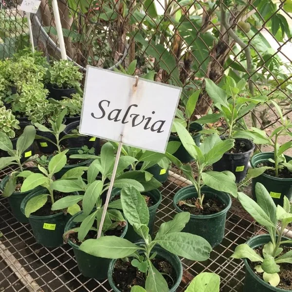 Letrero escrito a mano que dice Salvia sobre tiestos de salvia joven