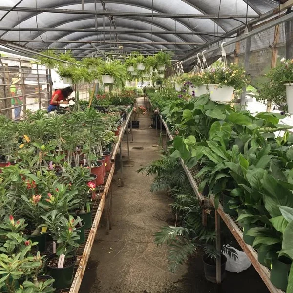 Interior del umbráculo con helechos colgantes y plantas de sombra en las mesas