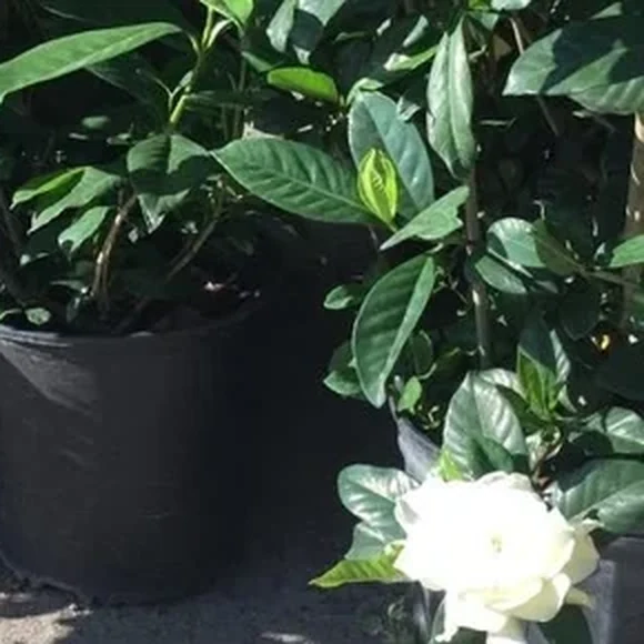 Gardenia blanca en flor entre el follaje verde del vivero