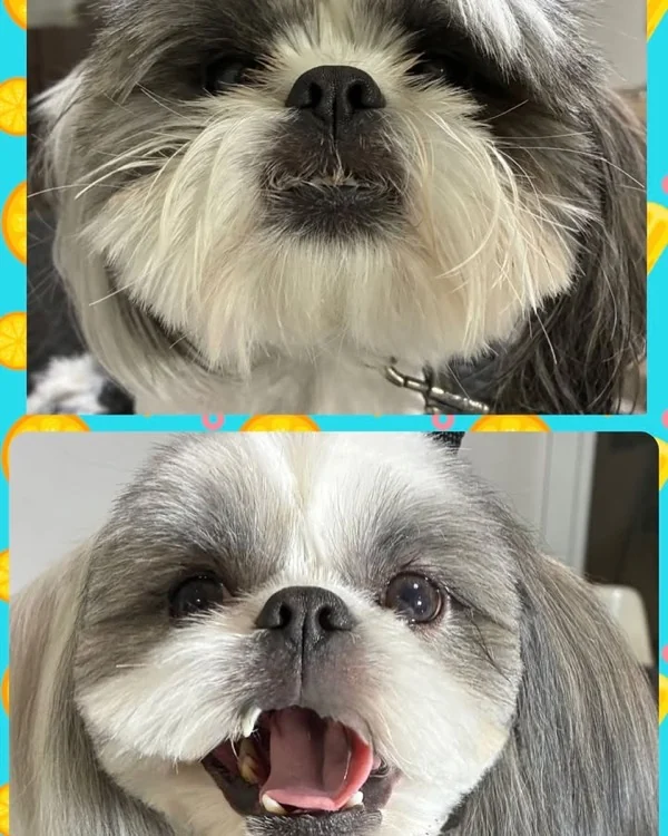 Antes y después de un grooming en Pets'r Us Ponce