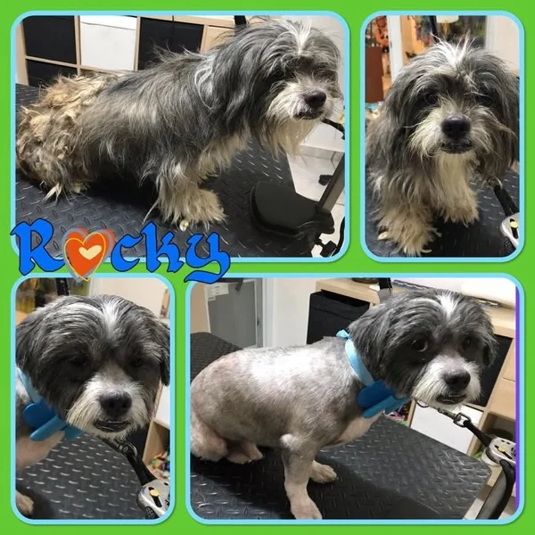 Perro antes y después del grooming en Pets'r Us