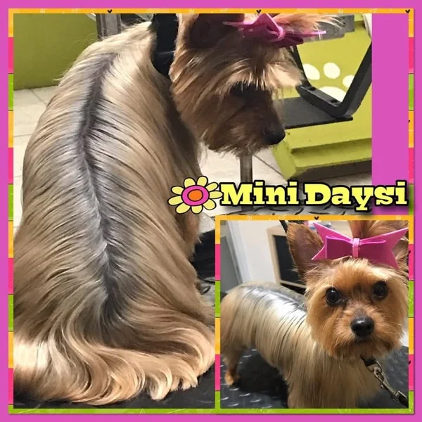 Yorkie con lazo tras su cita en Pets'r Us