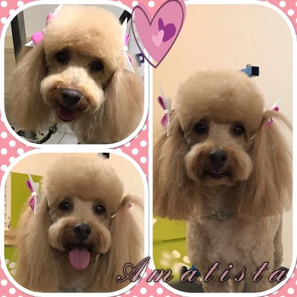 Poodle arreglado en Pets'r Us Ponce
