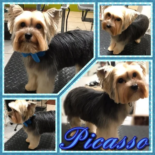Yorkie con corte de estilo en Pets'r Us