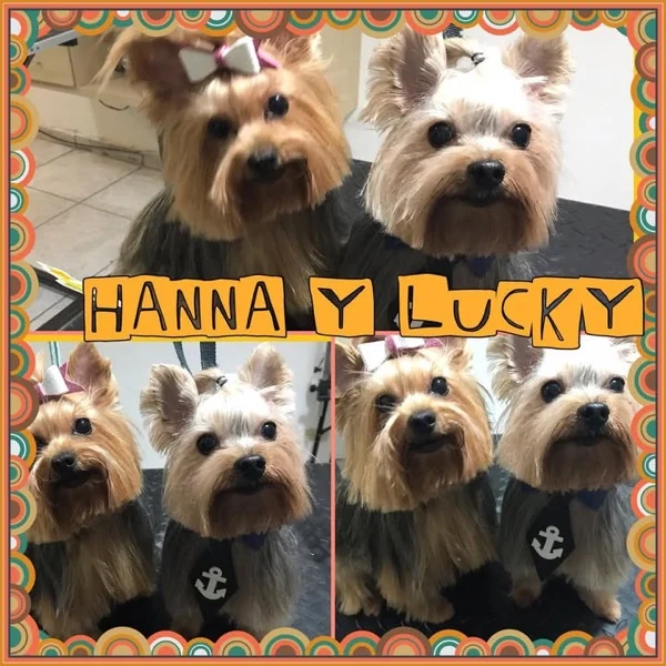 Dos yorkies consentidos en Pets'r Us