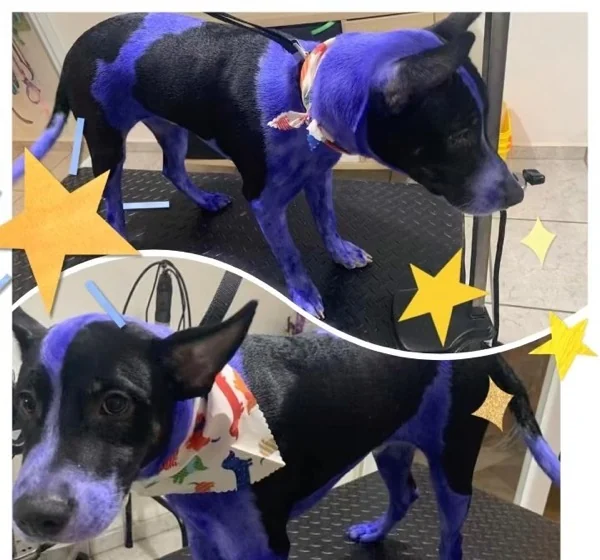 Perro con pintado creativo de pelo en azul y morado — Pets'r Us Ponce
