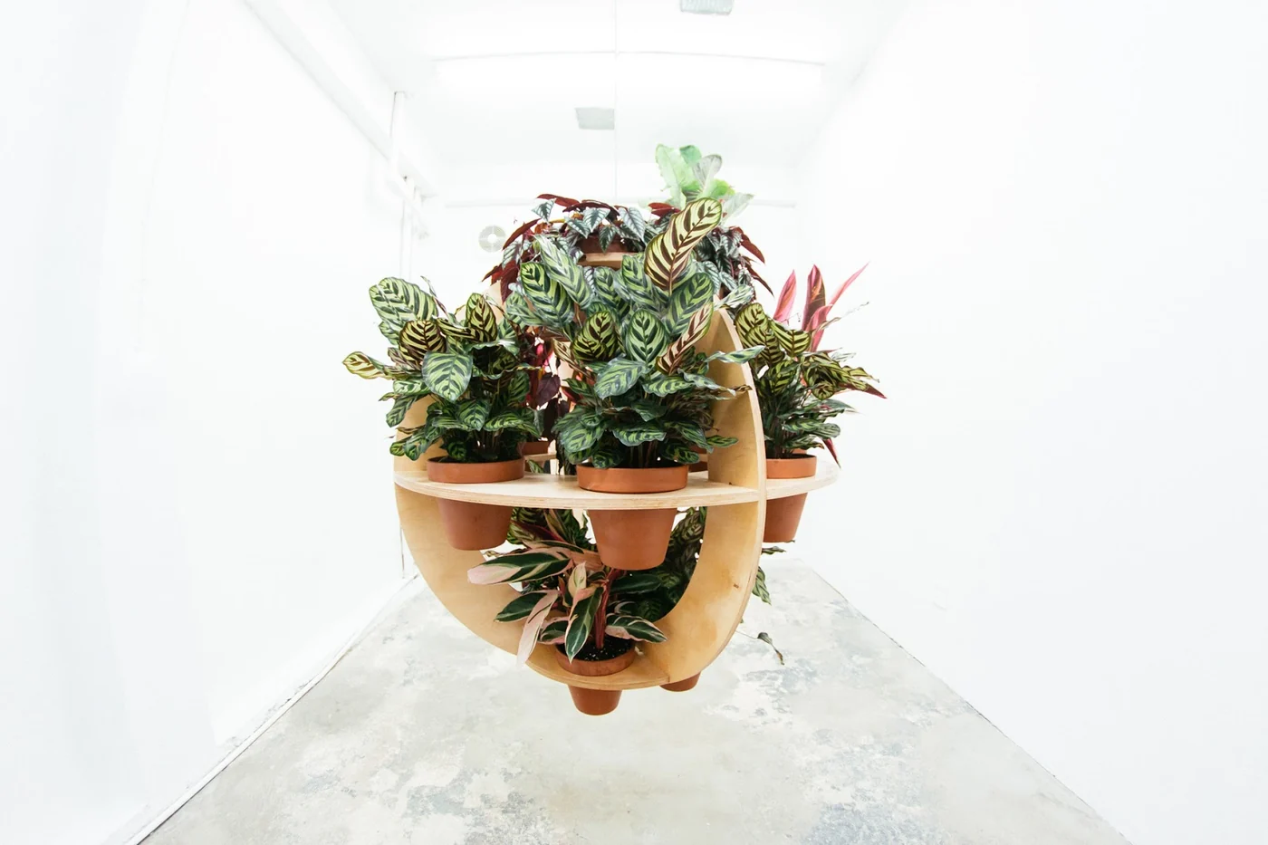 Instalación suspendida de estructura de madera con plantas vivas en el cubo blanco de Recinto Cerra
