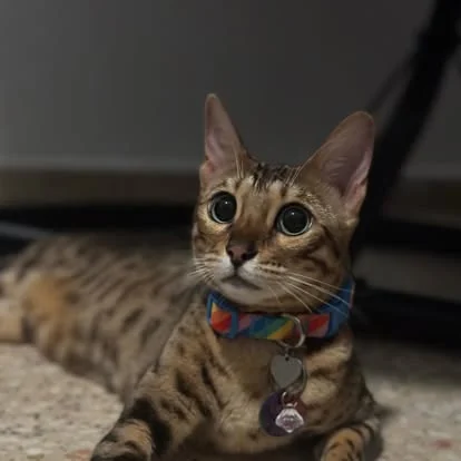 Gato bengalí con collar arcoíris en el salón