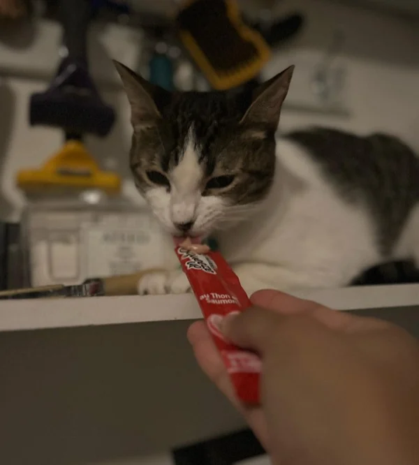 Gato recibiendo treat de la mano en el salón de grooming