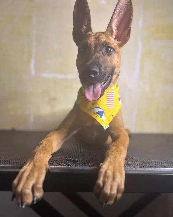 Belgian Malinois puppy con bandana amarillo sobre la mesa