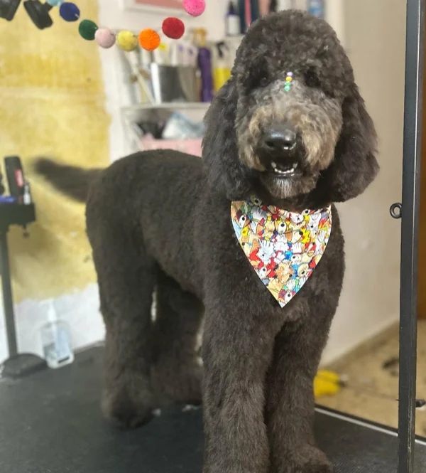 Standard poodle gris con bandana floral