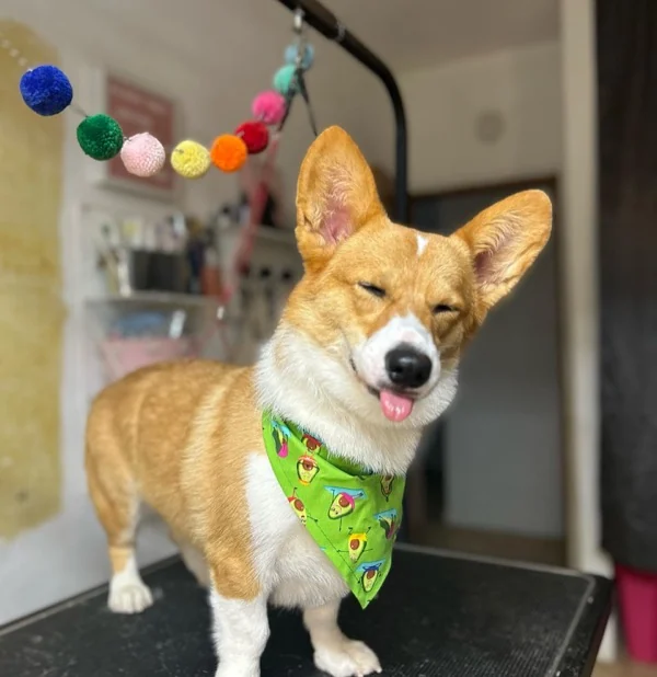 Corgi feliz con bandana verde frente a pompom garland pastel