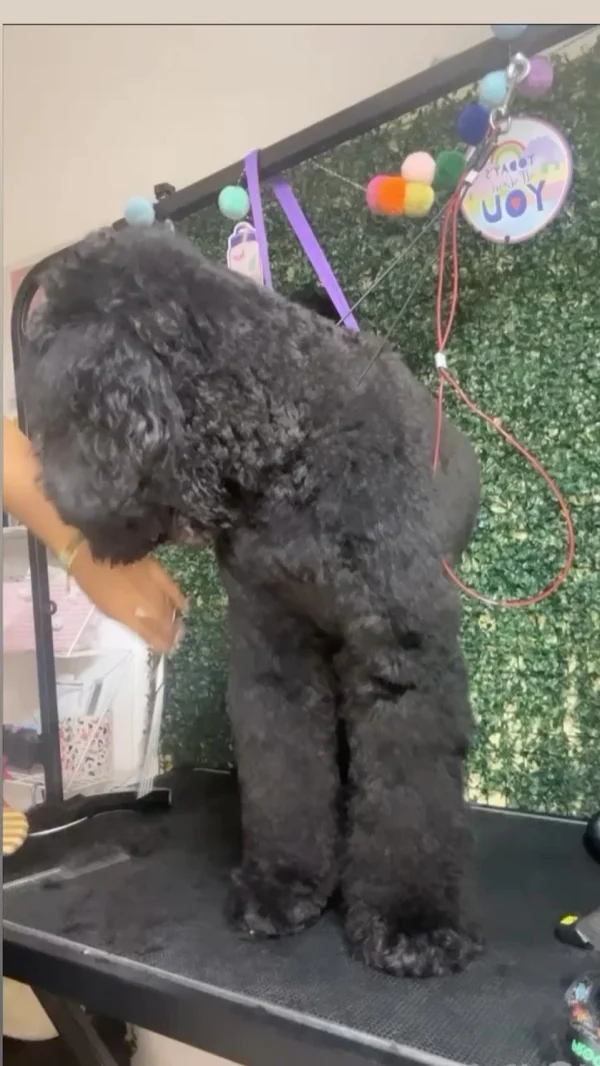 Poodle siendo groomeado con pompom garland al fondo