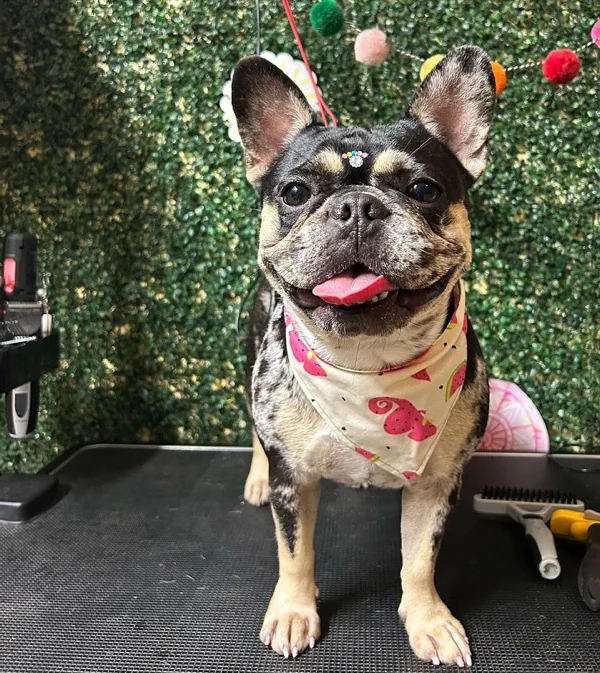 French bulldog merle con bandana de fresas y pompoms detrás