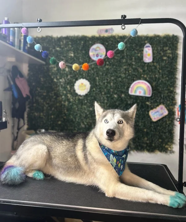 Husky con paws y tail teñidos turquesa y violeta sobre la mesa de grooming