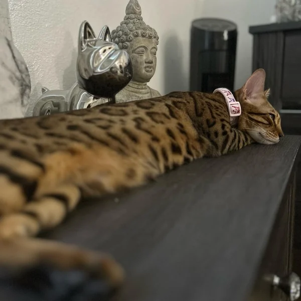 Gato bengalí descansando en mueble alto del salón