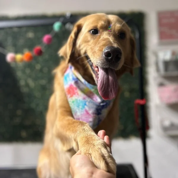 Golden retriever extendiendo paw con bandana de acuarela
