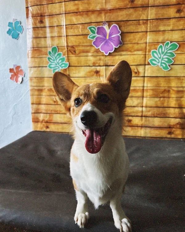 Corgi sentado con flores hibiscus tropicales detrás