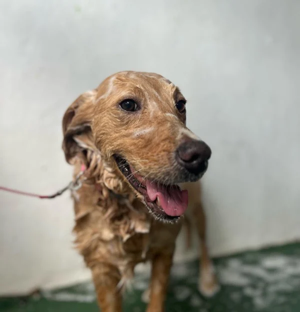 Golden retriever con pelaje mojado emergiendo de baño con jabón