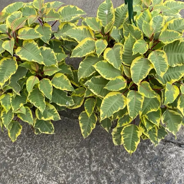 Follaje variegado del vivero, publicación de Instagram