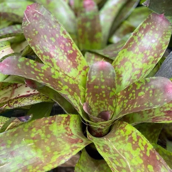 Bromelia moteada, publicación de Instagram